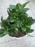 小盆梔子花盆栽四季開(kāi)花不帶花苞室內綠蘿水培花卉綠植物好養易活 20-30cm【1株】好多月開(kāi)花 濃香型梔子花【帶花苞】10天開(kāi)花 曬單實(shí)拍圖