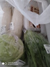 球生菜約400g 曬單實(shí)拍圖