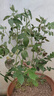 錦楓（jinfeng）月季花苗  藤本月季花苗 歐月藤大花濃香爬藤植物綠植盆栽花卉 藍色陰雨 4年苗 曬單實(shí)拍圖
