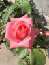 藤本月季花苗小苗特大花卉綠植物室內盆栽玫瑰薔薇花爬藤多季開(kāi)花 戴安娜（玫瑰大花）高約【15-20cm】 曬單實(shí)拍圖