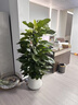 Only you【兩小時(shí)達】發(fā)財樹(shù)大型綠植花卉室內客廳辦公室生日開(kāi)業(yè)喬遷送禮 大綠蘿 曬單實(shí)拍圖