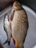 民間藝人DS高靈敏日夜兩用夜光漂鯽魚鯉魚醒目電子漂黑坑魚漂一體納米浮漂 DS5【自重1.75克/吃鉛2.5克】 曬單實(shí)拍圖