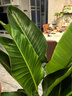 綠巨人室內盆栽 大葉植物 大型客廳陽(yáng)臺凈空氣除甲醛易養活綠植 綠巨人高70-80CM含原盆 含盆 曬單實(shí)拍圖