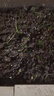 史丹利復合肥蔬菜用農用種菜果樹(shù)專(zhuān)用肥料養花化肥有機2.5斤 曬單實(shí)拍圖