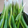 良知農哥【順豐】東北新鮮小蔥 蘸醬蔬菜飯包小菜 4斤 送醬 曬單實(shí)拍圖