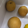 果食鮮豐山東秋月梨冰糖梨脆甜當季新鮮梨子水果 凈重3斤【單果300g+】 曬單實(shí)拍圖