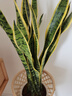 行湘虎皮蘭金邊虎尾蘭大型植物 精品虎皮蘭0.8-0.9m+聚寶盆 源頭直發(fā) 曬單實(shí)拍圖