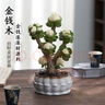 OEMG金錢(qián)木盆栽招財植物多肉老樁室內客廳辦公室桌面四季好養綠植花卉 玉錦金錢(qián)木3-5枝頭+（原廠(chǎng)塑料盆） 招財植物 15天包活 曬單實(shí)拍圖