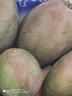 京鮮生 攀枝花凱特芒果 凈重4.5斤 帶箱5斤 單果400g+ 生鮮水果源頭直發(fā) 曬單實(shí)拍圖