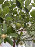 瑯闕香水檸檬樹(shù)盆栽客廳果樹(shù)綠植大型植物室內陽(yáng)臺四季好養源頭直發(fā) 曬單實(shí)拍圖