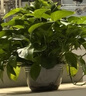 雙盟綠蘿盆栽除甲醛花卉綠植辦公室新房?jī)艋諝?80加侖4盆裝源頭直發(fā) 曬單實(shí)拍圖
