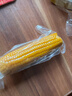 【東東農場(chǎng)專(zhuān)供】新鮮黃糯玉米真空包裝玉米水果軟糯香甜早餐健康 黃糯玉米大棒260g+ 10根裝 曬單實(shí)拍圖