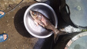 紅狼（REDWOLF）狼訣小綜合釣魚(yú)竿碳素魚(yú)竿手竿超輕超硬綜合高碳臺釣竿鯉魚(yú)鯽魚(yú)竿 7.2m 狼訣-大綜合 曬單實(shí)拍圖