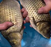 魚(yú)誘鯽魚(yú)餌料野釣專(zhuān)用主攻鯽魚(yú)大板鯽濃腥釣魚(yú)餌料黑坑四季通殺誘食劑 買(mǎi)二送一【鯽魚(yú)狂咬鉤】3包裝 曬單實(shí)拍圖