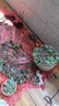 多肉植物組合3-5厘米卷好盆栽耐干旱好養(yǎng)新手基地玉露綠植盆栽 【量大優(yōu)惠】48棵不重復(fù)有玉露 曬單實(shí)拍圖