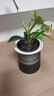 特價(jià)大葉金鉆綠公主盆栽植物除甲醛綠植辦公室四季常青室內擺放2 【1盆】金鉆+灰繁星吸水盆 含盆高度15-20厘米 曬單實(shí)拍圖