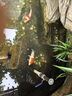 錦鯉活魚(yú)觀(guān)賞魚(yú)活體淡水冷水魚(yú)純種黃金紅白三色錦鯉魚(yú)金魚(yú)招財魚(yú) 20-25cm 四季平安(紅白2+三色2) 曬單實(shí)拍圖