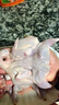 順豐鵪鶉母鵪鶉肉冷凍活體現殺鵪鶉白條燉湯燒烤生骨肉鵪鶉10只裝 20只鵪鶉【3兩左右/只】 曬單實(shí)拍圖