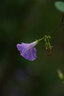 卡色（Kase）85mm F1.4 定焦鏡頭 大光圈 全畫(huà)幅 自動(dòng)對焦 人像 街拍 風(fēng)光 尼康索尼富士微單相機鏡頭 索尼E卡口（贈減光&黑柔二合一魔法鏡） 官方標配 曬單實(shí)拍圖