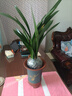 特級濃香型企黑蘭花國蘭客廳四季好養盆栽綠植物國花高端送禮物 高度40cm冠幅15cm特級精品蘭花 8-10苗地原盆發(fā)貨 曬單實(shí)拍圖