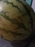 京鮮生 無(wú)籽麒麟大西瓜 1粒裝 7-9斤 中秋生鮮水果 曬單實(shí)拍圖