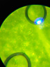 科學(xué)罐頭（Science  can）立式學(xué)生顯微鏡兒童生日禮物男女孩益智玩具光學(xué)臺式可看細胞實(shí)驗 曬單實(shí)拍圖