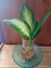 瑪麗安水培植物萬(wàn)年青好養盆栽室內富貴竹辦公室客廳花卉凈化空氣 瑪麗安25-30厘米1棵【不含瓶】 曬單實(shí)拍圖