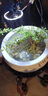 臨雅魚(yú)缸水培植物造景水杉樹(shù)苗一木成景水草水生植物活體水養植物盆栽 水培水杉20-30cm(易養/有水就活) 5棵 曬單實(shí)拍圖