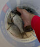 SHIMANO禧瑪諾25款雷刃臺釣竿LIMITED彩虹竿鯽魚(yú)竿黑坑路亞竿魚(yú)竿 3.6m 25款雷刃5H+360 曬單實(shí)拍圖