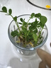 嘟嘟家【防褪色】?jì)和Ｗ醒澢锛緦殞氶L(cháng)褲秋裝男童休閑褲秋款女童褲子潮 牛仔深藍 90 cm 曬單實(shí)拍圖