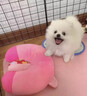 春燕美寵純種博美幼犬博美犬茶杯犬寵物狗活體白色長(cháng)不大的茶杯狗小狗幼崽 曬單實(shí)拍圖
