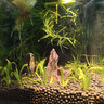 boxtech變焦水族射燈原生南美魚(yú)缸燈三湖水草龜缸LED燈夾燈夜燈三色燈 3W旋鈕款黃白三色-可夾1.9cm內玻璃變焦 曬單實(shí)拍圖