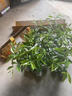 正宗沉香樹(shù)苗 奇楠沉香苗 海南沉香樹(shù)苗名貴苗木綠植樹(shù)苗 沉香苗1棵20-30CM 其他 曬單實(shí)拍圖
