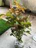 艾莎夢(mèng)露玫瑰花苗切花月季綠植物四季開(kāi)花朱麗葉藍色風(fēng)暴大花盆栽 艾莎3加侖大苗40-60cm高 不含盆 曬單實(shí)拍圖