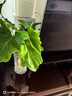 春羽盆栽水培植物客廳辦公室內桌面好養小綠植水養春雨吸甲醛植物 春羽15-20cm【1棵】+營(yíng)養液 曬單實(shí)拍圖