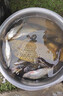 漁之源釣傘釣魚(yú)傘三折疊拐杖傘雨傘遮陽(yáng)傘戶(hù)外便攜遮陽(yáng)傘機械臂短節傘 2.4米 手杖【按壓調節 三折便攜】霧藍 曬單實(shí)拍圖