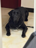 華元寵具（hoopet）狗狗玩具吸盤拉力球小中大型犬耐咬磨牙解悶神器漏食玩具寵物用品 曬單實(shí)拍圖