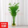 水培米竹室內(nèi)盆栽植物水養(yǎng)觀音竹富貴竹南天竹客廳竹子花卉綠植 精品米竹30顆【50-60厘米】 曬單實拍圖
