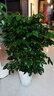 獨桿幸福樹(shù)叢生客廳室內好養花盆景綠植辦公室吸甲醛四季常青植物 精品叢生幸福樹(shù)高1.2-1.3米（螺紋盆） 帶盆栽好 曬單實(shí)拍圖