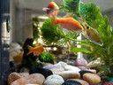 云峰海瑞水草活體懶人草魚(yú)缸造景活體水草套餐魚(yú)缸水草有莖類(lèi)中后景真水草 【實(shí)惠】-綠菊（5只一組） 曬單實(shí)拍圖