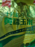 十月稻田 黃糯玉米 3.52斤(220g*8根) 25年新玉米 低脂 早餐零食 東北玉米 曬單實(shí)拍圖
