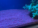 瘋狂水草（FKSC）櫻桃紅雨林砂5斤裝1.0-2.0mm魚(yú)缸造景底砂 魚(yú)缸底部沙石 魚(yú)缸底沙 曬單實(shí)拍圖