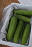 京鮮生 山東童年旱黃瓜 凈重5斤 單果100g+ 水果小青瓜 輕食 源頭直發(fā) 曬單實(shí)拍圖