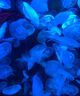 水母飼料豐年蝦卵免孵化魚(yú)糧赤月海月觀(guān)賞水母專(zhuān)用增肥開(kāi)口營(yíng)養糧 50g 1瓶 緩沉型 曬單實(shí)拍圖