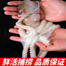無(wú)冰超大長(cháng)腿八爪魚(yú)新鮮活特大冰凍熟凍大章魚(yú)八爪魚(yú) 500克*1包 500g(凈重) 曬單實(shí)拍圖