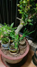 世家大樹(shù)移栽生根液植物通用生根劑果樹(shù)苗木移栽成活液大型植物發(fā)根液 曬單實(shí)拍圖