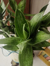大海邊 文昌竹帶根觀(guān)音竹荷花竹水培植物凈化空氣辦公室節節高升富貴竹 文昌竹4棵（送營(yíng)養液） 50-60厘米 曬單實(shí)拍圖