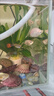 接吻魚(yú)大號親嘴魚(yú)接吻魚(yú)觀(guān)賞魚(yú)一對親親魚(yú)小型熱帶親吻魚(yú)耐活好養 精品-桃花接吻魚(yú)4-6cm【品質(zhì)保障】 12條【公母六對】 曬單實(shí)拍圖