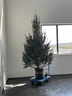 鮮活圣誕樹(shù)真樹(shù)活的挪威云杉樹(shù)諾貝松香松商場(chǎng)圣誕節耐寒綠植盆栽 圣誕樹(shù)高50-60厘米【單獨一棵樹(shù)  無(wú)贈品】 曬單實(shí)拍圖