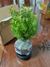 八芽 小葉赤楠盆景擺件室內綠植花卉盆栽老樁客廳辦公室桌面好養植物 （【熱銷(xiāo)款】舍得紫砂盆赤楠+苔蘚+底座） 曬單實(shí)拍圖
